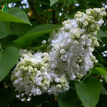 SYRINGA vulgaris Mme lemoine 60/80 Cont.5/7.5 L 