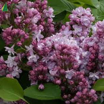 SYRINGA vulgaris Belle de Nancy 60/80 Cont.5/7.5 L 