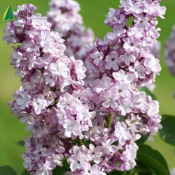 SYRINGA vulgaris General Pershing 40/60 Cont.3/4 L 