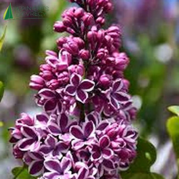 SYRINGA vulgaris Sensation
