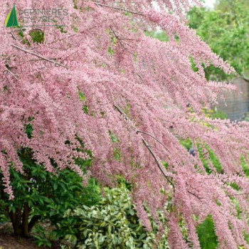 TAMARIX parviflora