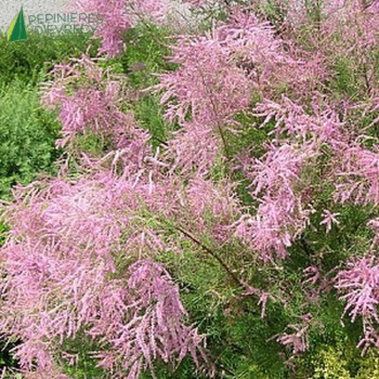 TAMARIX ramosissima Pink cascade