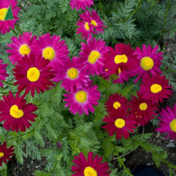 TANACETUM coccineum Robinson's Red