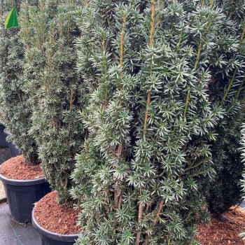 TAXUS baccata Black Tower