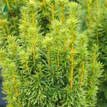 TAXUS baccata David