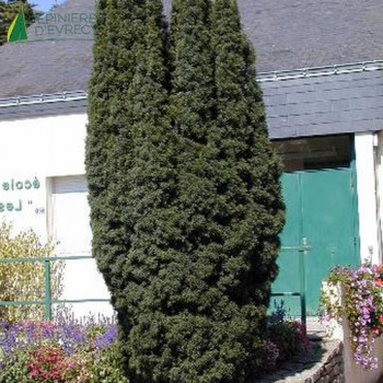 TAXUS baccata Fastigiata