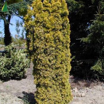 TAXUS baccata Fastigiata aurea