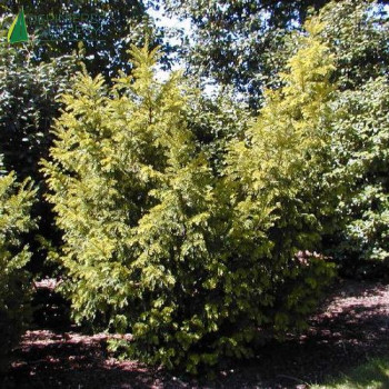 TAXUS baccata