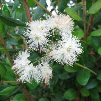 TEMU Divaricatum Heaven Scent