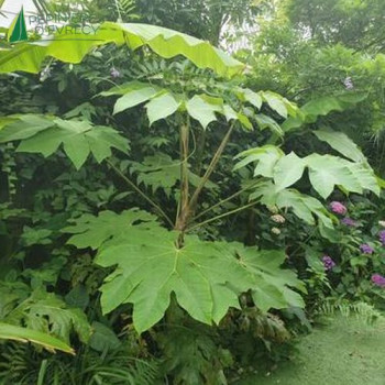 TETRAPANAX papyrifera Rex