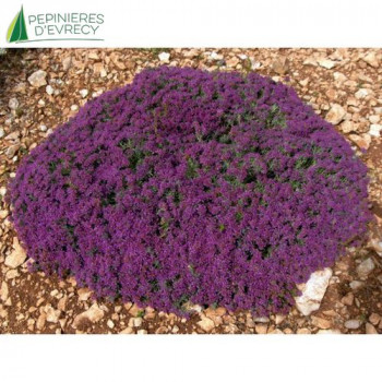 TEUCRIUM ackermanii