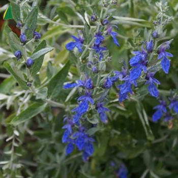 TEUCRIUM fruticans 'Azureum'  Cont.2/2.5 L 