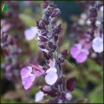 TEUCRIUM x lucidrys (=chamaedrys)  Cont.3/4 L 