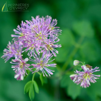 THALICTRUM aquilegifolium