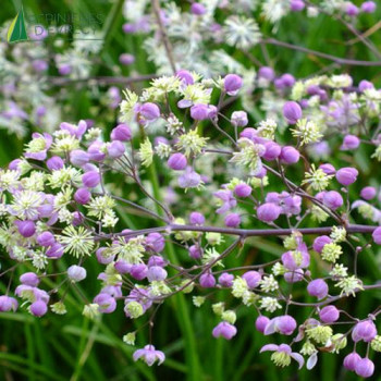 THALICTRUM elin  Cont.2/2.5 L 