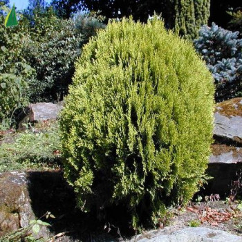 THUJA orientalis Aurea nana