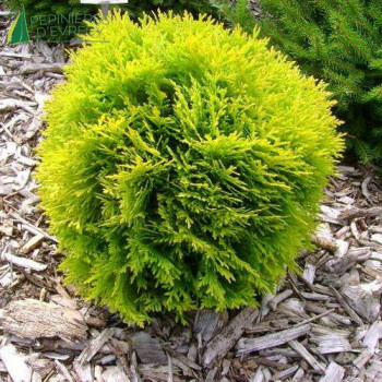 THUJA occidentalis Danica Aurea
