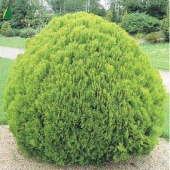 THUJA occidentalis Danica