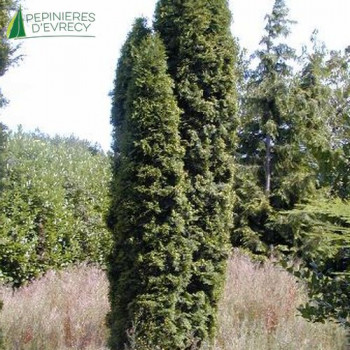 THUJA occidentalis Emeraude 60/80 Cont.5/7.5 L 