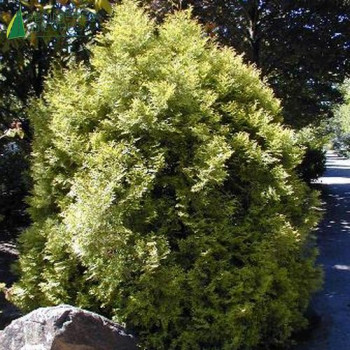 THUJA occidentalis Rheingold