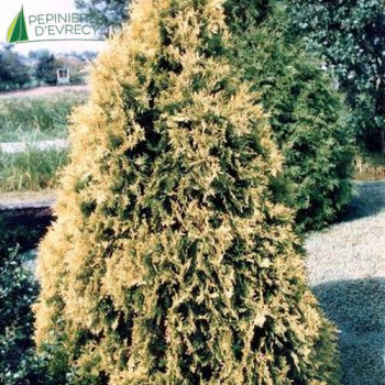 THUJA occidentalis Sunkist 30/40 Cont.3/4 L 