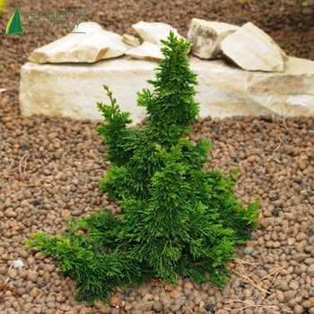 THUJA occidentalis Malonyana Holub