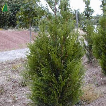 THUJA plicata Atrovirens