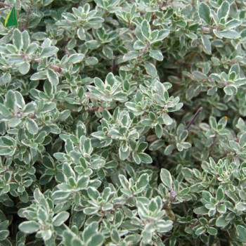 THYMUS citro. Silv queen  Godet 8/9 