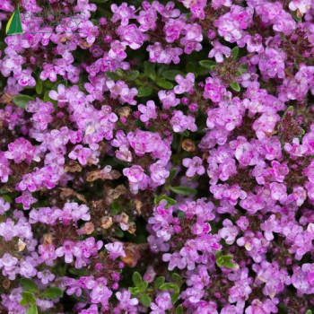 THYMUS serpyllum  Godet 8/9 