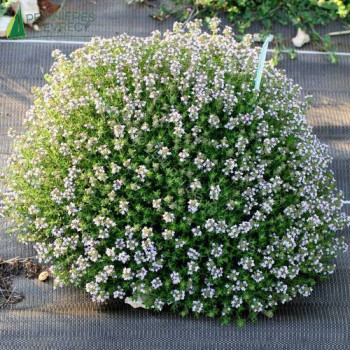 THYMUS vulgaris Compactus  Cont.3/4 L 