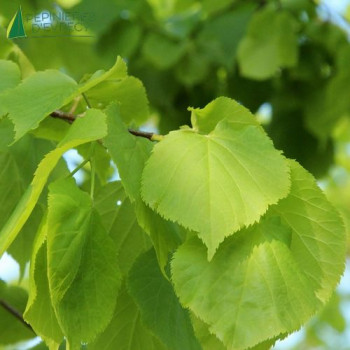 TILIA cordata Greenspire