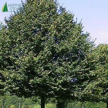 TILIA tomentosa