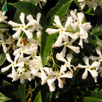 TRACHELOSPERMUM jasminoides 100/125 Cont.3/4 L 