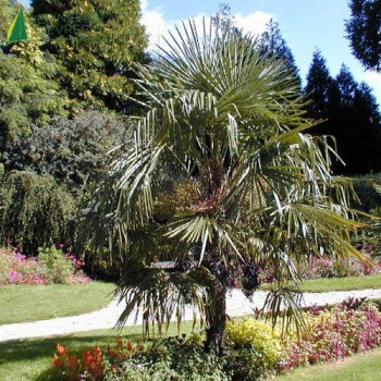 TRACHYCARPUS fortunei 3 stipes