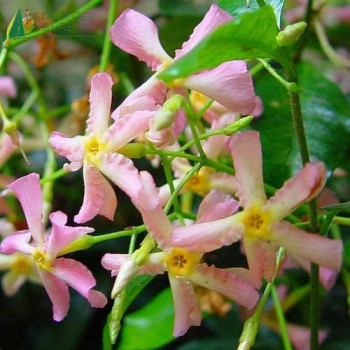 TRACHELOSPERMUM jasminoides Rose