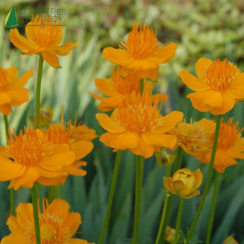 TROLLIUS golden Queen