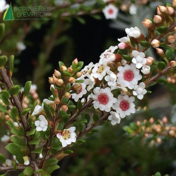 TRYPTOMENE calycina