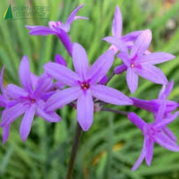 TULBAGHIA violacea  Cont.3/4 L 