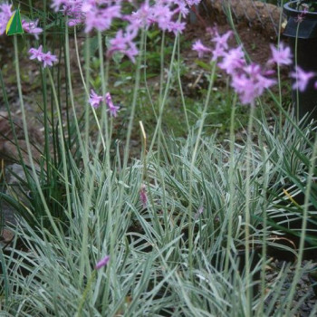 TULBAGHIA violacea Silver Lace