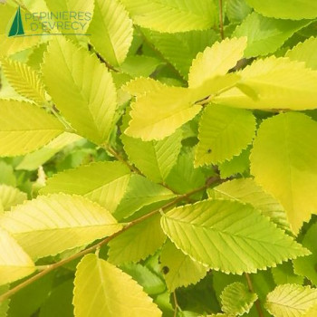 ULMUS pumila Aurea