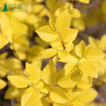 ULMUS resista sapporo gold