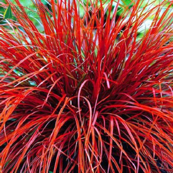 UNCINIA unciniata rubra