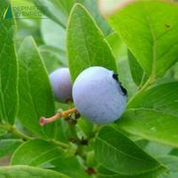 VACCINIUM cor. Goldtraube