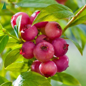 VACCINIUM corymbosium Pink Lemonade