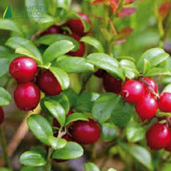 VACCINIUM Macrocarpon