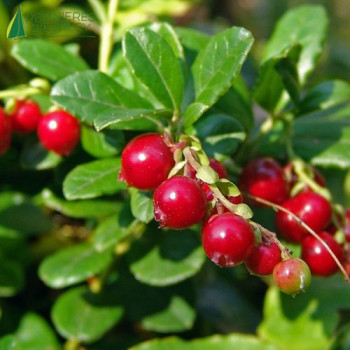 VACCINIUM vitis idaea