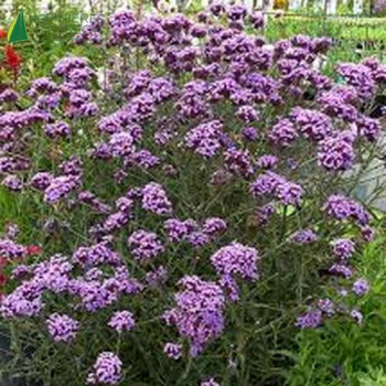 VERBENA bonariensis  Cont.3/4 L 