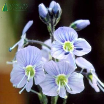 VERONICA gentianoides