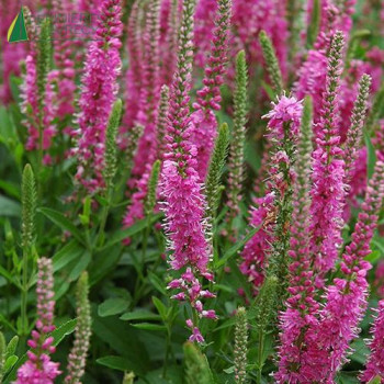 VERONICA spicata Roséa