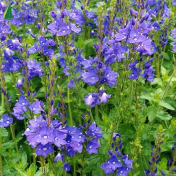 VERONICA teucrium